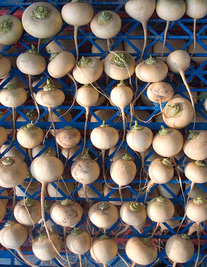 Sachet de Navet Petrovski bio