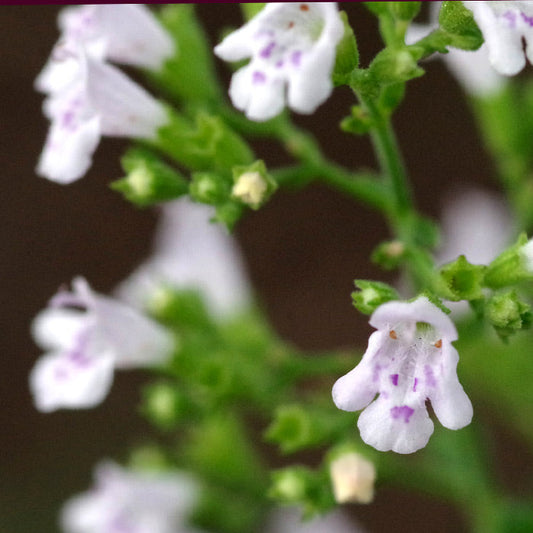 Sachet de Nepitella bio