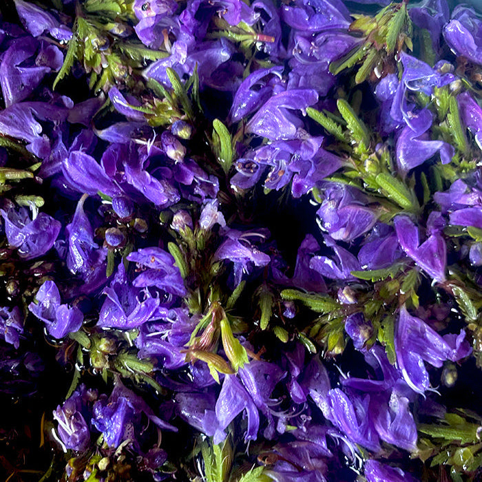 Sachet de Mélisse turque bio