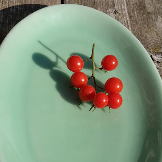 Sachet de tomate groseille petit moineau
