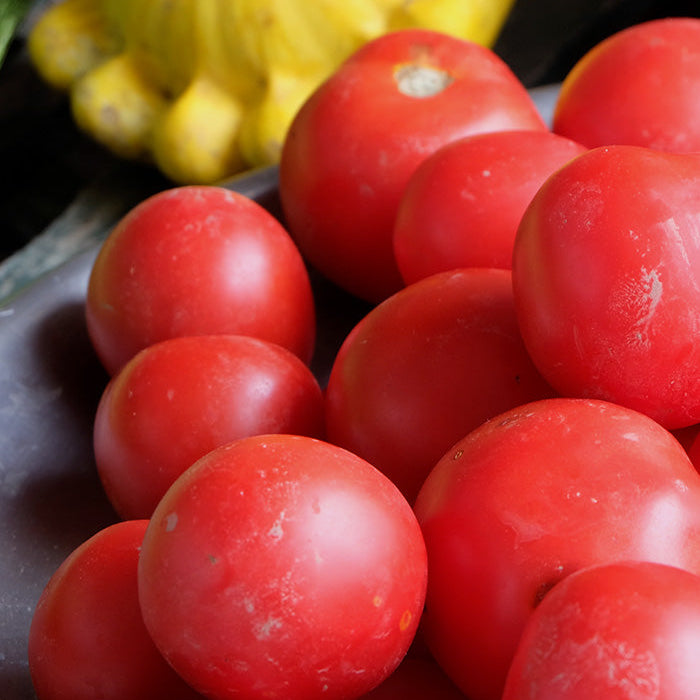 Sachet de tomate Shasha's Altai bio