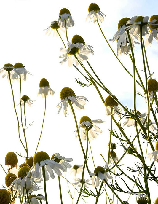 Sachet de Camomille allemande Bodegold bio