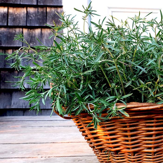Sachet de sarriette d'été Ancienne d'Acadie bio