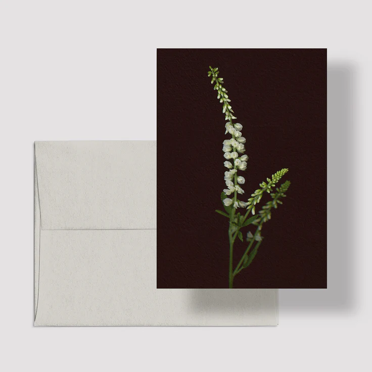 Carte de souhaits Mélilot blanc