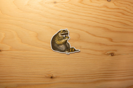 Autocollant Raton laveur imperturbable