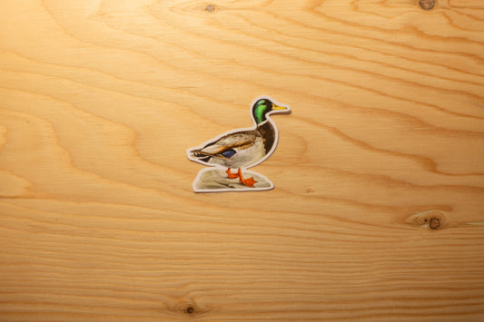 Autocollant Canard Colvert