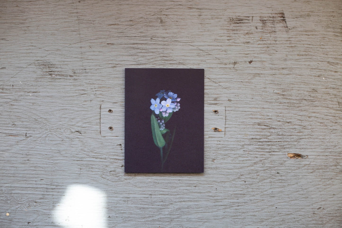 Carte de souhaits Myosotis des forêts