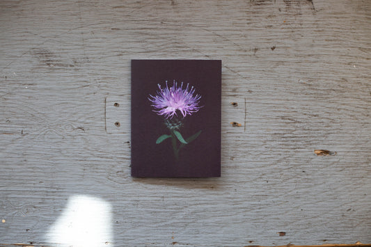 Carte de souhaits Centaurée noire