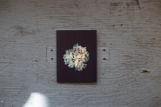 Carte de souhaits Mousse d’Irlande Blanche