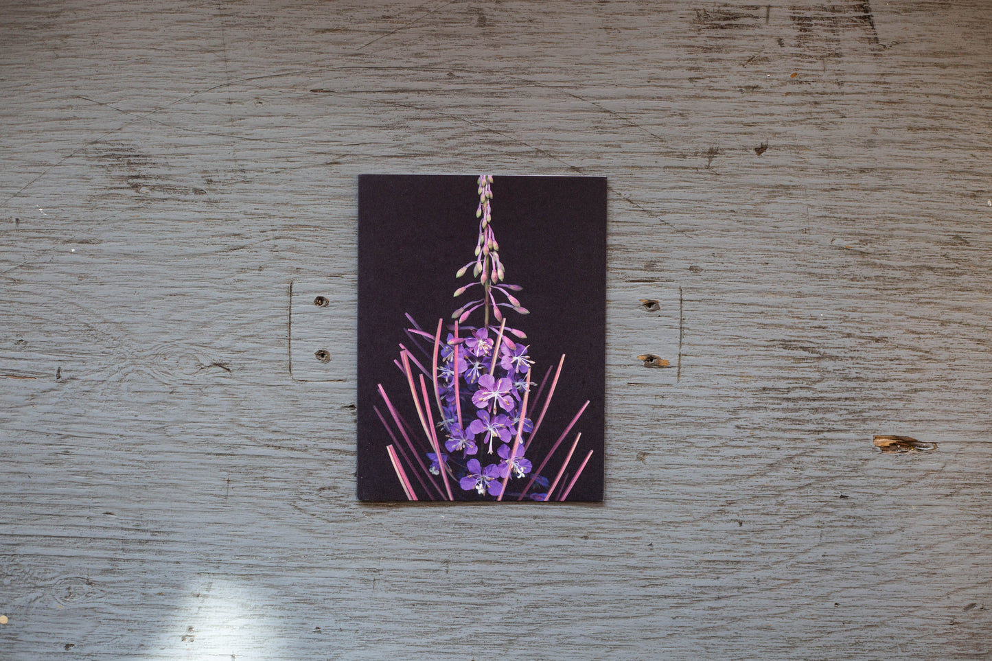 Carte de souhaits l’Épilobe