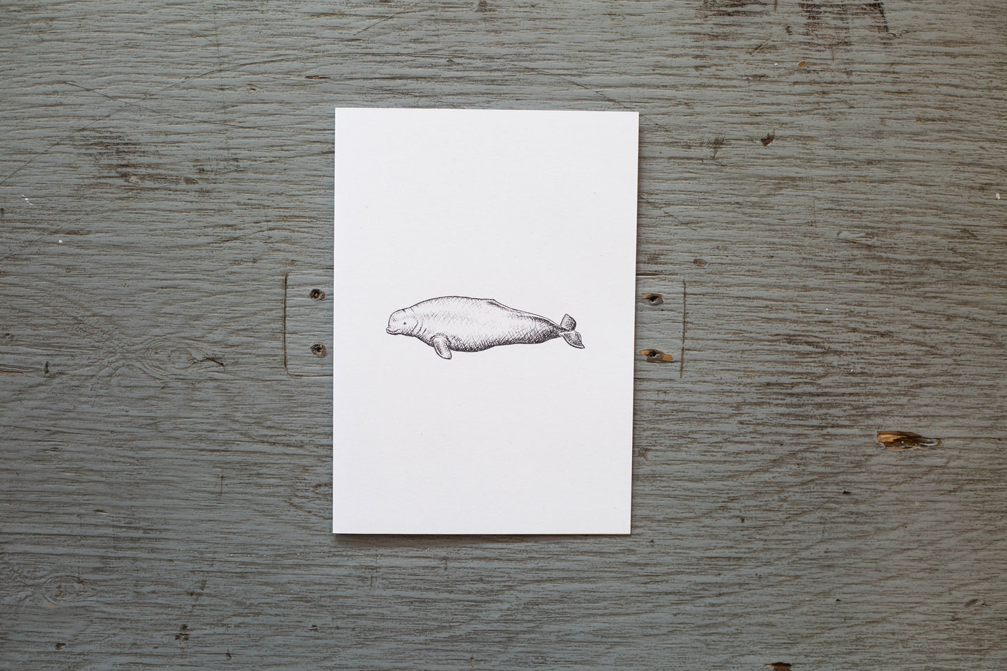 Carte de souhaits Cindy Labrecque - Béluga