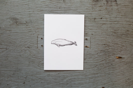 Carte de souhaits Cindy Labrecque - Béluga