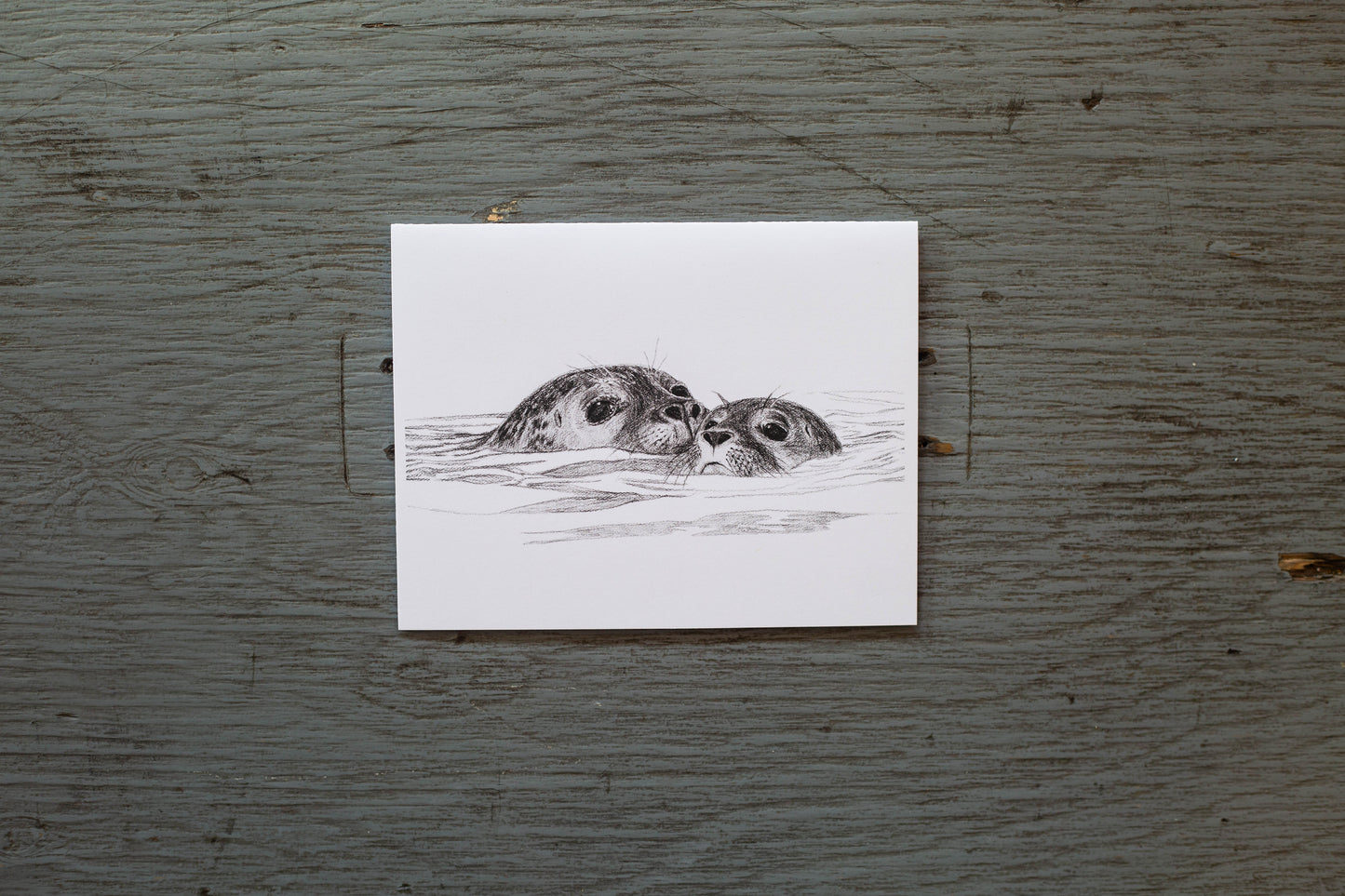 Carte de voeux phoque