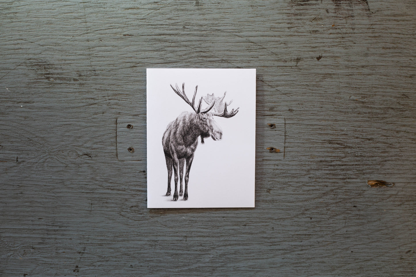 carte de voeux orignal