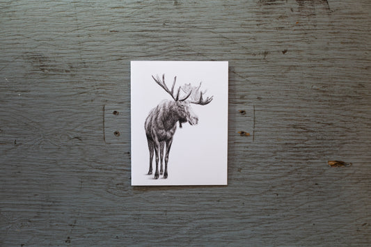 carte de voeux orignal