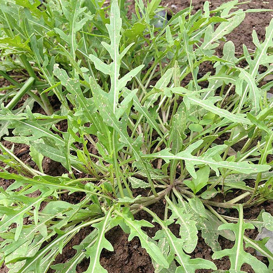 Sachet de roquette sauvage Bellezia bio