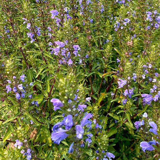 Sachet de Mélisse turque bio
