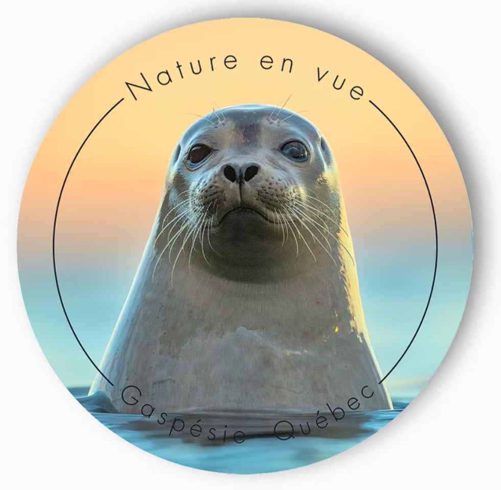 Autocollant phoque