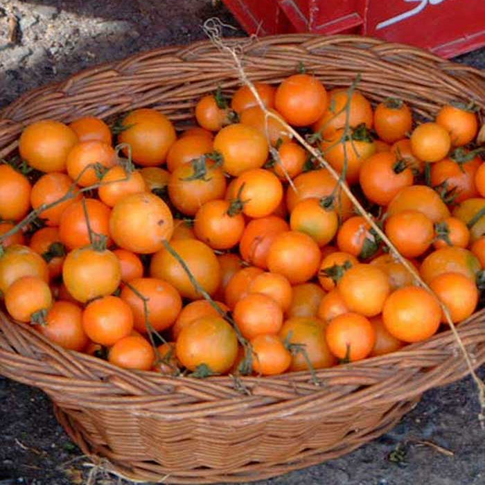 Sachet de tomate Ida Gold bio