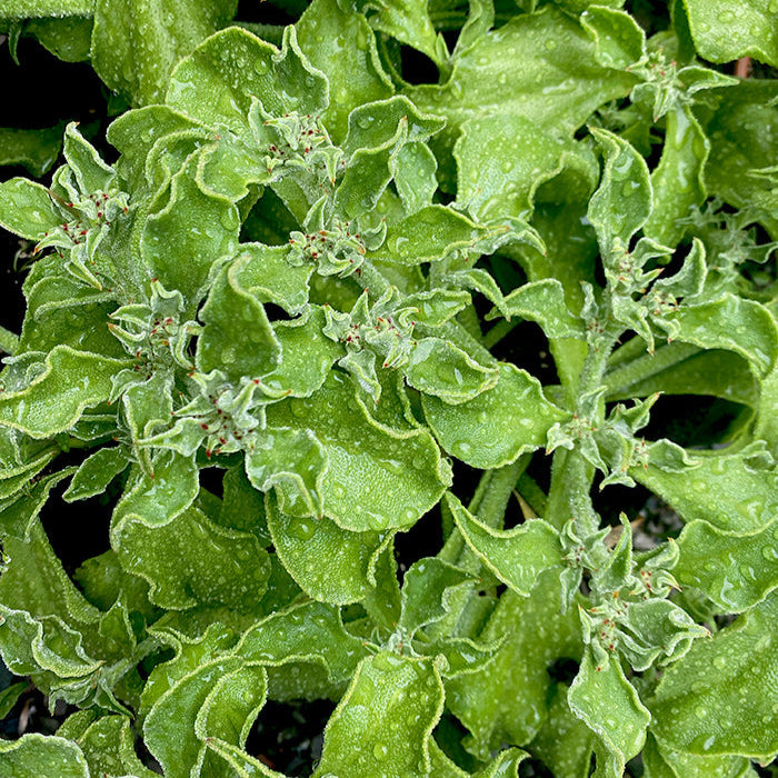 Sachet de Ficoïde glaciale bio