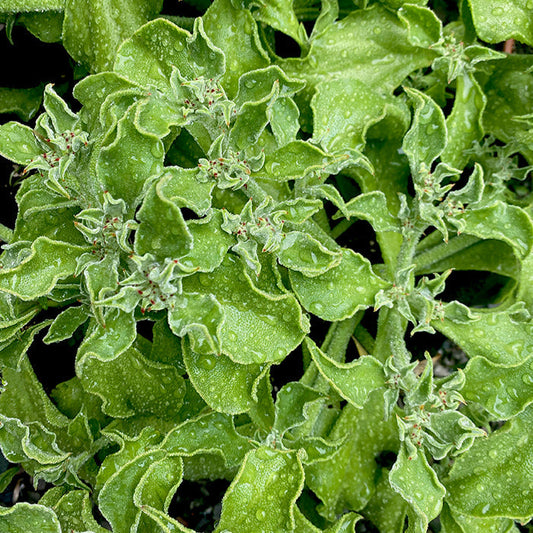 Sachet de Ficoïde glaciale bio