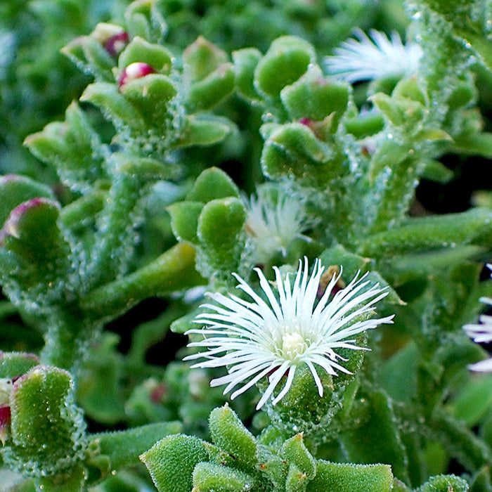 Sachet de Ficoïde glaciale bio