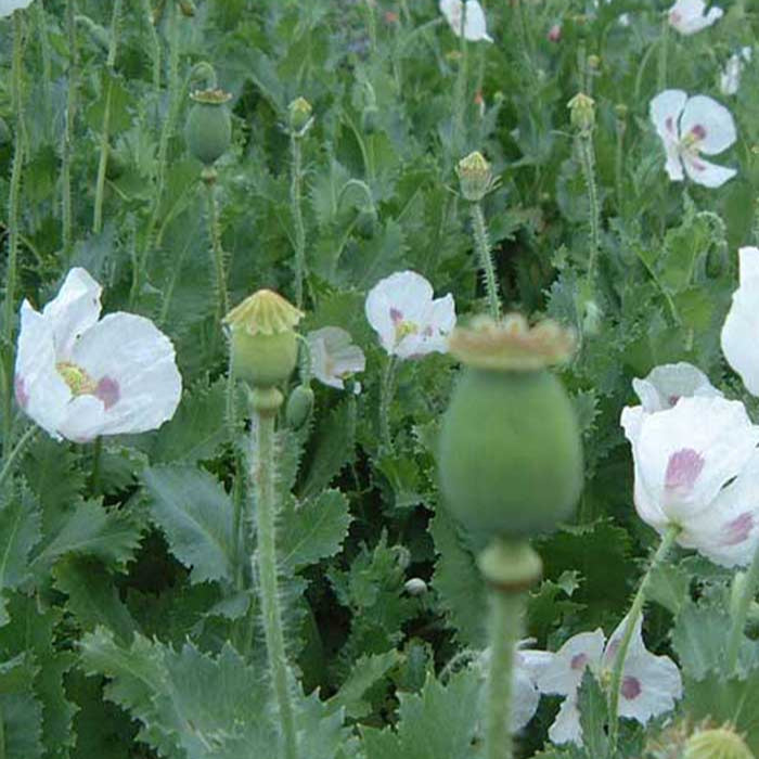 Sachet de Pavot Ziar bio