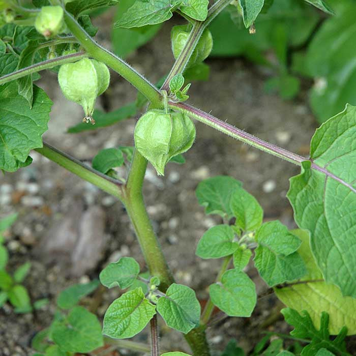 Sachet de cerise de terre bio