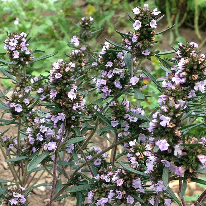 Sachet de sarriette d'été Ancienne d'Acadie bio
