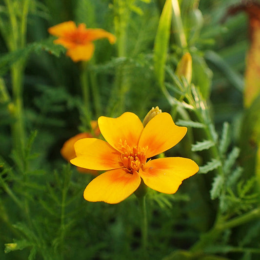 Sachet de tagète Tangerine