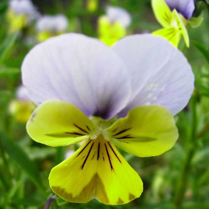 Sachet de pensée sauvage bio