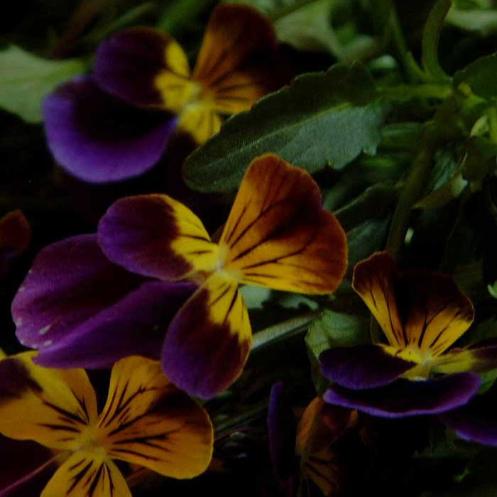 Sachet de pensée sauvage bio