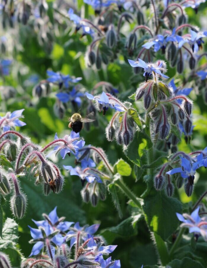 Sachet de bourrache bio