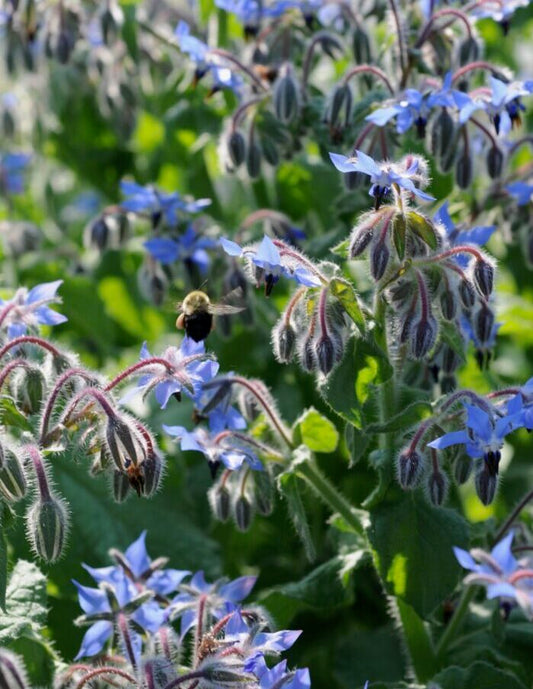 Sachet de bourrache bio